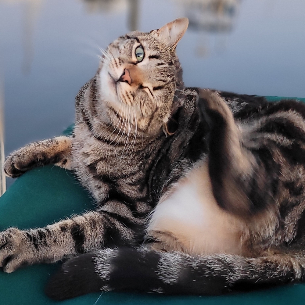 Meet your Posher, Elisa